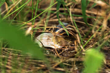snail on a leaf
