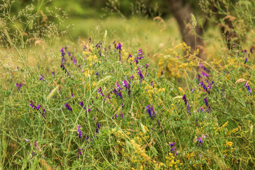  flowers in the garden