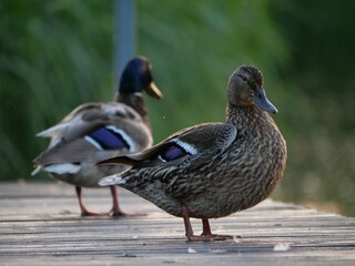 duck in the water