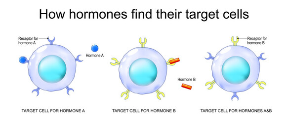 hormones and target cells.