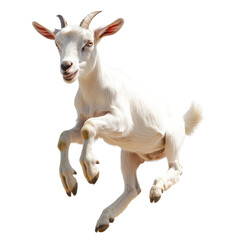 Fototapeta premium A white goat jumping up on transparent background