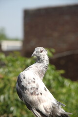 A pigeon (Columba livia) is perched in the foreground, displaying mottled gray and white plumage