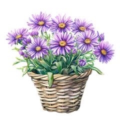 watercolor of A Tansy Aster Flower Basket, vector, isolated on a white background.