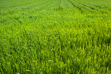 Green wheat field as natural background