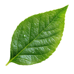 Obraz premium A single green leaf wet on transparent background