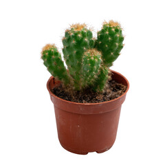 Fototapeta premium A vibrant green cactus in a brown pot, showcasing multiple spines and a unique structure, perfect for home or office decoration, adding a touch of nature indoors.