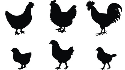 Silhouetted chicken family portrait showcasing a rooster, hens, and chicks standing together peacefully on white