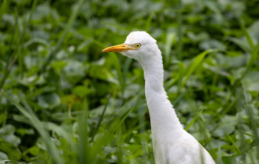 Portrait of an Egret with green leafy background