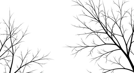 Striking Black Branches Against a Clean White Background