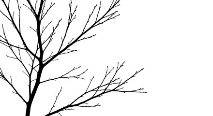 Minimalist Black Tree Branches Against White Background