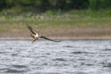 Osprey (Pandion haliaetus) catching a fish in a loch, Angus, Scotland. Beautiful british bird in action. 