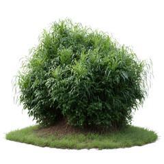 Lush green bush with dense foliage, isolated on a white background, showcasing its vibrant colors and natural beauty.