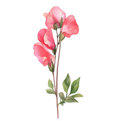 A Sweet Pea Stem, watercolor illustration vector, isolated on a white background.