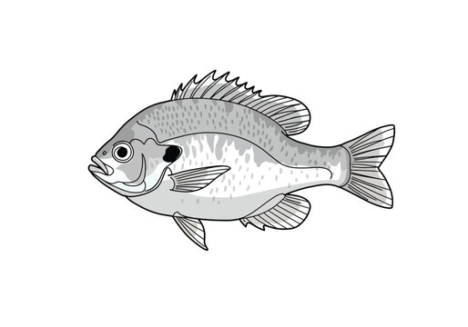 Bluegill fish drawing. It is a black and white outline image of a bluegill, a common freshwater panfish popular for recreational fishing. Vector sketch line art draw.