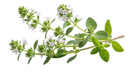 Herbal medicine plant Thymus vulgaris or Water Thyme isolated on white or transparent background