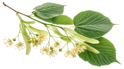 Herbal medicine plant Tilia cordata or Small-leaved linden isolated on white or transparent background