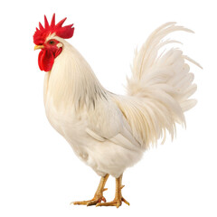 Fototapeta premium Rooster animal png male domestic chicken png bright feathered farm bird png dawn crowing poultry png barnyard animal png transparent background image