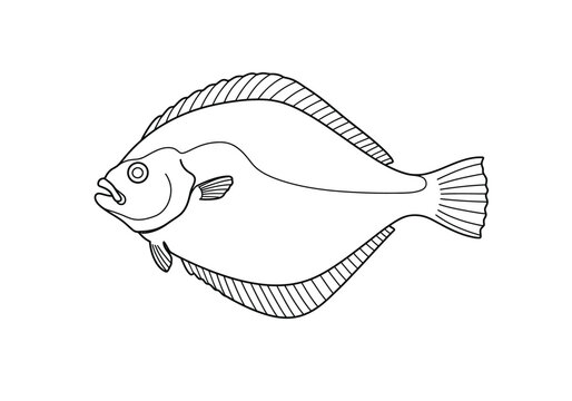 Flounder fish drawing. It is a black and white outline image of a flounder, a type of flatfish known for its distinctive flat body and eyes on one side. Vector sketch line art draw.