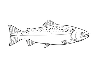 Salmon fish drawing. It is a black and white outline image of a salmon, a migratory fish known for its speckled body and powerful build. Vector sketch line art draw.