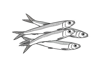 Anchovies drawing. It is a black and white outline image of anchovies, small herring-like fish often found in large groups. Vector sketch line art draw.