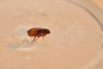 Tiny flea resting on ochre background