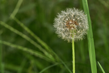 Fototapeta premium Dandelion alone in peaceful green meadow