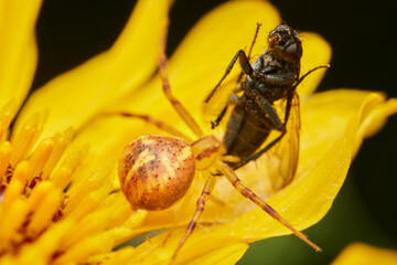 Yellow spider eating fly on flower
