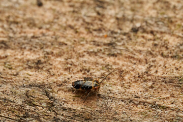 Platycorypha insect resting on stone