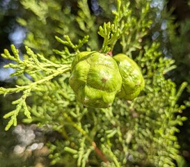 Vista de cerca de piñas de ciprés Cypress Cupressus con fondo de follaje	