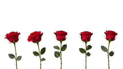 Five red roses with green leaves arranged in a row against a bright white background studio shot