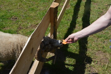 Curious ram with large curled horns  being hand-fed fresh carrot slices on a sunny day at a petting zoo or farm.