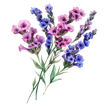 A Statice Bouquet, watercolor drawing vector, isolated on a white background.