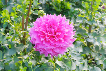 Purple blooming flower. Dahlia bush with fleshy leaves. Cottage garden. Floral decoration.