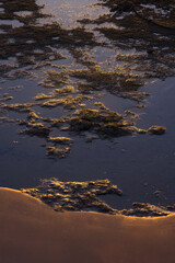 Calm Reflections on a Serene Shoreline at Dusk With Shimmering Water