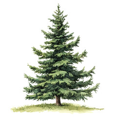 A Spruce Tree, watercolor illustration vector, isolated on a white background.