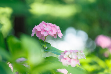 Pink Hydrangea in Sunlight with Sparkling Dew – Bright Summer Flower Close-Up