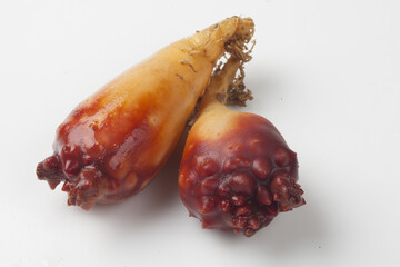  The sea squirt is a protosquid of the sea squirt family. Its body length is 5 to 15 cm and its...