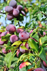 closeup of growing and ripening organic plums (cherry-plum) on a tree in the orchard