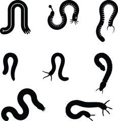 Silhouette a Ascaris lumbricoides vector on a white background