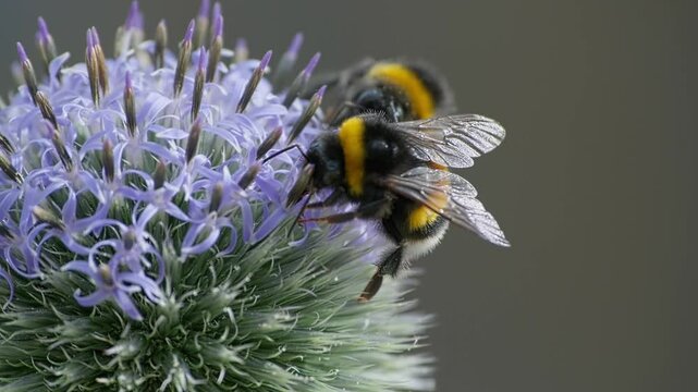 close-up of busy bumblebees gathering nectar on
