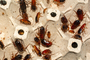 Red runner cockroaches crawling on an egg carton, Close-up cockroach insects commonly used as pet food.