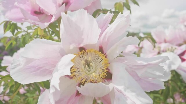 close-up of beautiful soft pink and white peony