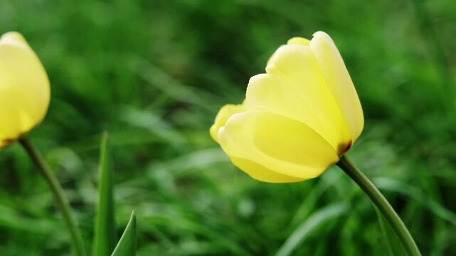 close-up of vibrant yellow tulip blooming in lush