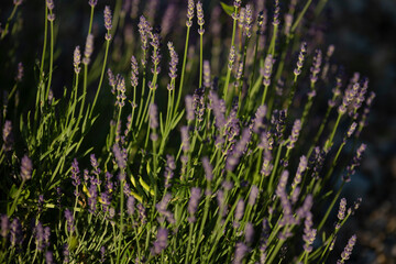 A vibrant bunch of purple flowers is thriving beautifully in a wide open field under the sun,...