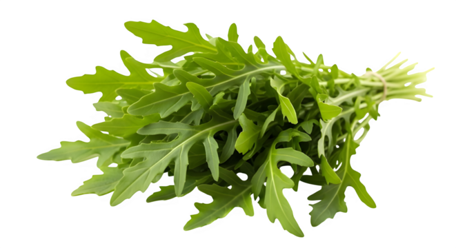 Fresh vibrant bunch of arugula leaves isolated on transparent background perfect for culinary websites recipes or food blogs showcasing healthy eating and ingredient photography
