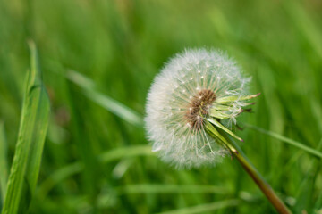 Extra close shot of white seeded dandelion on green field