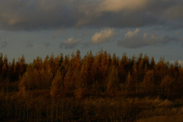 autumn forest landscape