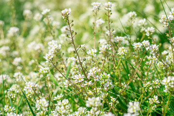 Wild Cochlearia field plant in full bloom