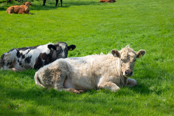 Two bulls resting on the grass on a warm sunny day, with a young bull standing in the background