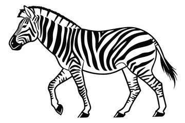 The isolated zebra with black stripes gracefully walks on a white background
